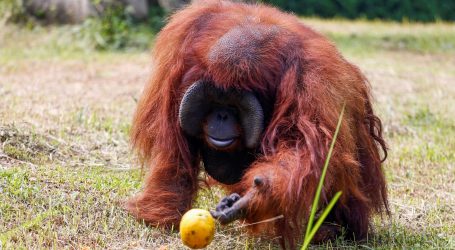 Zooloski Vrt U San Francisku U 63 Godini Uginuo Najstariji Muzjak Cimpanze Nacional Hr