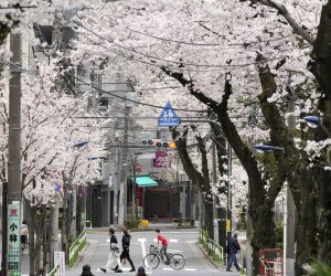 epa09852676 People cross a street covered with cherry blossoms in full bloom in Tokyo, Japan, 27 March 2022, the day the Japan Meteorological Agency declared full bloom of cherry blossoms in the Japanese capital. Due to the continuing spread of the COVID-19, hanami (or cherry blossom-viewing) are restricted in majors parks.  EPA/FRANCK ROBICHON