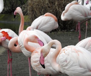 20.03.2018., Bec - U blizini dvorca Schonbrunn, nalazi se Tiergarten zooloski vrt. Posjetitelji vrta mogu vidjeti gotovo 700 zivotinjskih vrsta.
Photo: Borna Filic/PIXSELL