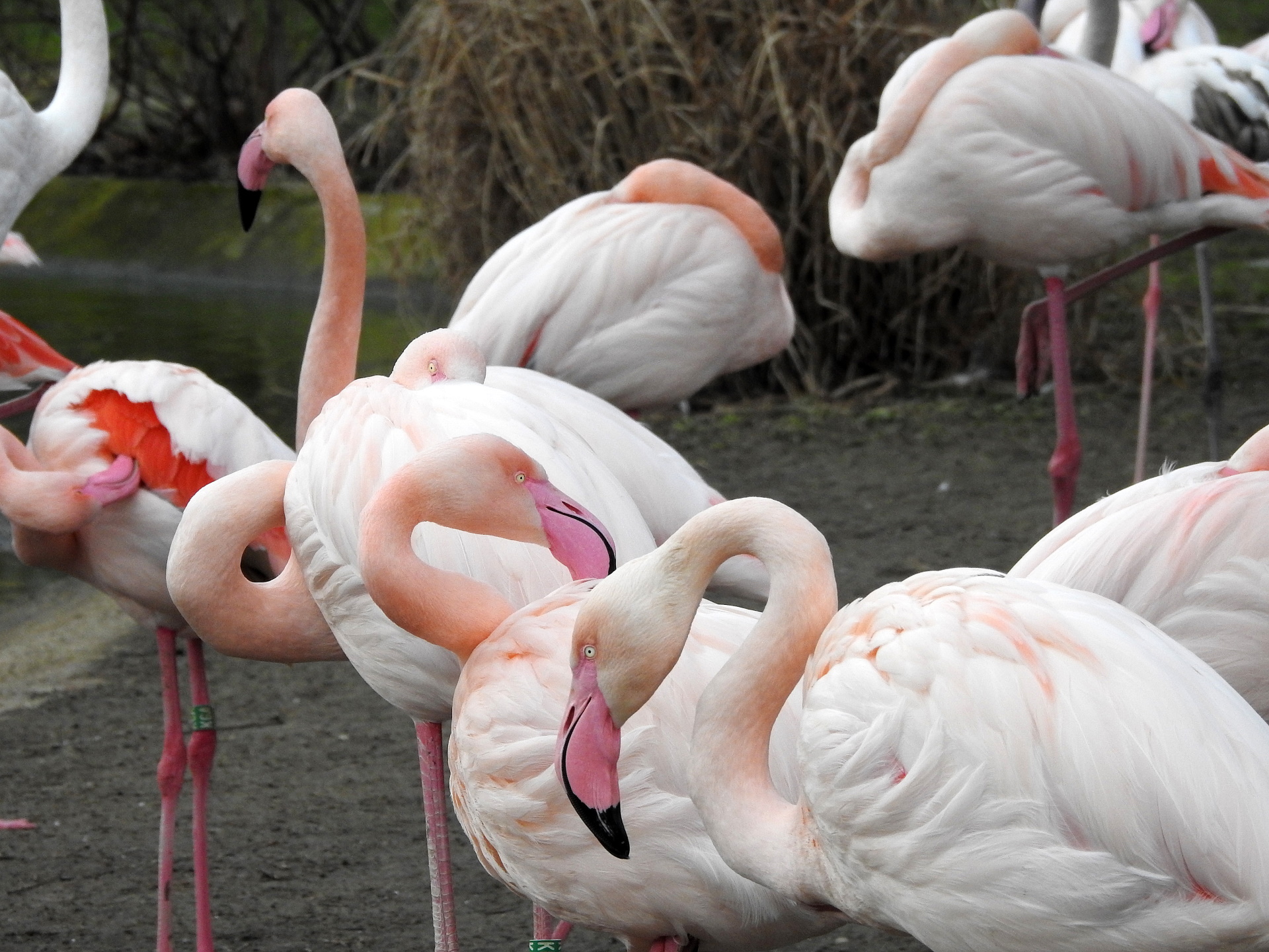 20.03.2018., Bec - U blizini dvorca Schonbrunn, nalazi se Tiergarten zooloski vrt. Posjetitelji vrta mogu vidjeti gotovo 700 zivotinjskih vrsta.
Photo: Borna Filic/PIXSELL