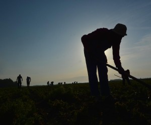 16.06.2017., Garesnica, Kaniska Iva - Na OPG-u Agro Puskaric iz Kaniske Ive na proizvodnim povrsinama od 300-ak hektara, uzgajaju se razne poljoprivredne kulture. Na plantazi djelatnici okopavaju cikoriju kako bi nesmetano napredovala i rasla. Zbog vrucina, posao se obavlja u ranim jutarnjim satima, pa su radnici na njivi vec od 6 sati. rPhoto: Damir Spehar/PIXSELL