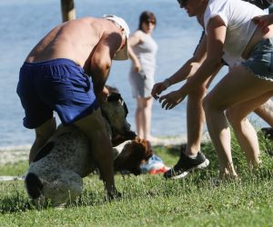 06.07.2014., Koprivnica - Neodgovorni vlasnici nisu pazili na svojeg ljubimca dok su se kupali na jezeru Soderica, pas se oteo i zaletio na pekinezera te ga napao. Vlasnici pekinezera pravovremeno su reagirali te su sprijecili da im psic bude ubijen. Photo: Marijan Susenj/PIXSELL