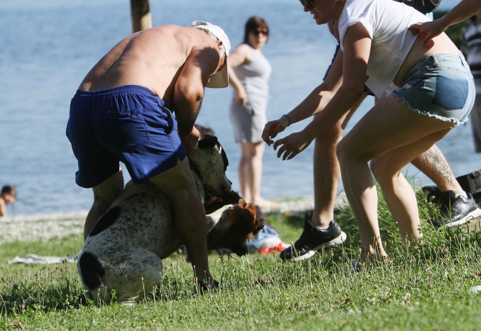 06.07.2014., Koprivnica - Neodgovorni vlasnici nisu pazili na svojeg ljubimca dok su se kupali na jezeru Soderica, pas se oteo i zaletio na pekinezera te ga napao. Vlasnici pekinezera pravovremeno su reagirali te su sprijecili da im psic bude ubijen. Photo: Marijan Susenj/PIXSELL