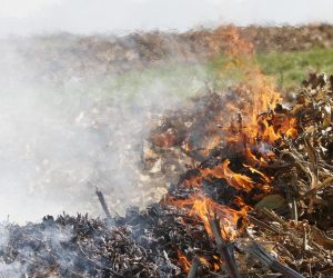 17.10.2013., Djurdjevac - Poljoprivrednici unatoc zabrani pale kukuruzovinu i drugi biljni otpad na oranicama kako bi unistili nametnike, naknadno lakse obradili zemlju i prirodnim putem je zagnojili. rPhoto: Marijan Susenj/PIXSELL