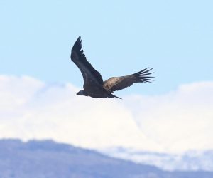 30.01.2023., Torak - Bjeloglavi sup koji je pocetkom prosinca prosle godine pronadjen neuhranjen i dezorijentiran na Hvaru nakon opravka u Sokolarskom centru u Dubravi kod Sibenika danas je pusten u prirodu.

  Photo: Hrvoje Jelavic/PIXSELL