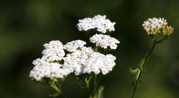 08.06.2012., Novo Selo Rok - Silvija Kolar - Fodor u svom biovrtu uzgaja povrtne kulture i starinske zacine kojih, kako kaze, vise nema u trgovinama.  Ljekoviti stolisnik. r Photo: Vjeran Zganec-Rogulja/PIXSELL