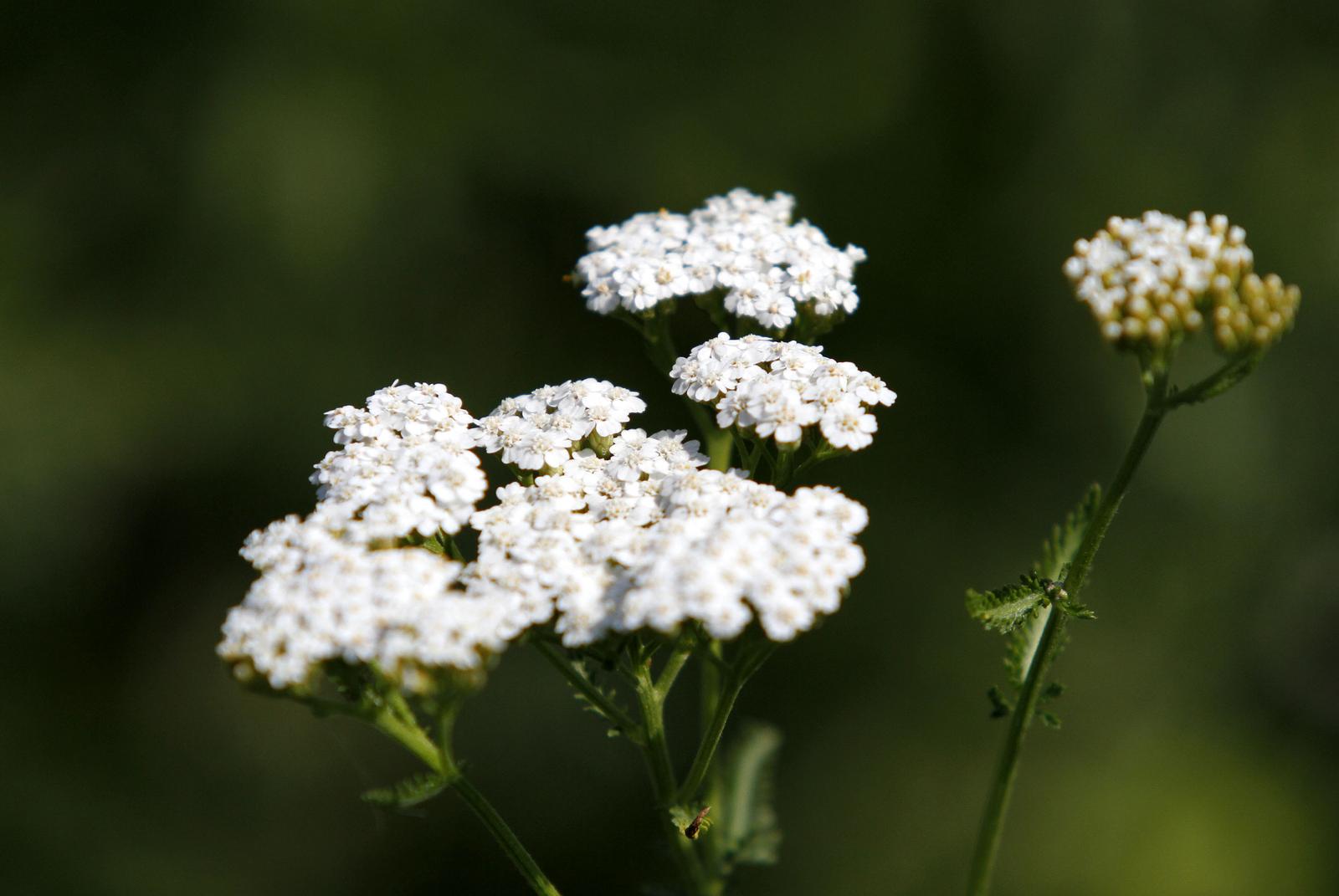 08.06.2012., Novo Selo Rok - Silvija Kolar - Fodor u svom biovrtu uzgaja povrtne kulture i starinske zacine kojih, kako kaze, vise nema u trgovinama.  Ljekoviti stolisnik. r Photo: Vjeran Zganec-Rogulja/PIXSELL