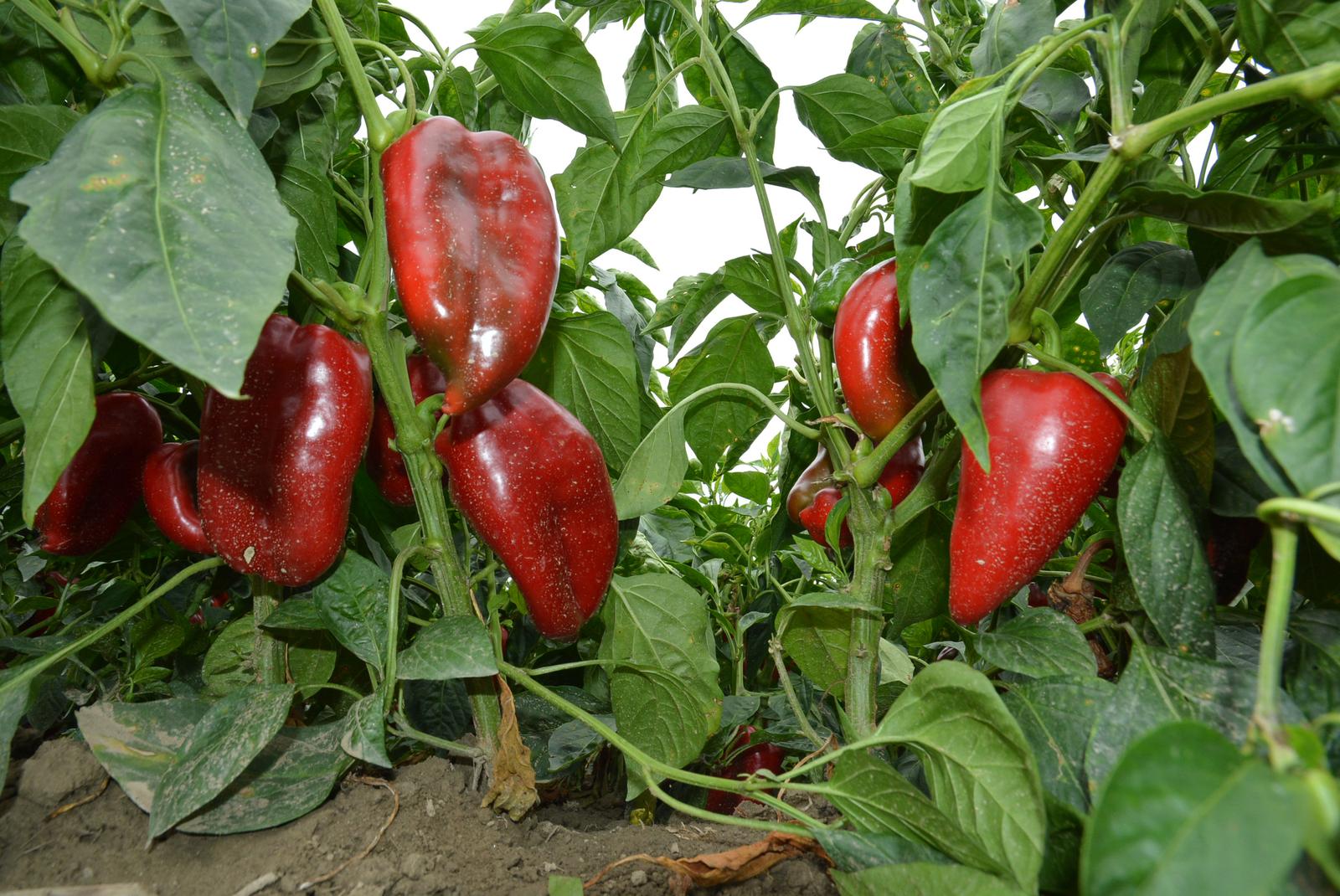 06.09.2017., Ludbreg - OPG Antuna Harambase iz Velikog Bukovca za tvrtku Kalnik iz Varazdina proizvodi papriku za nagradjeni ajvar. Tom prigodom je organiziran obilazak OPG-a Harambase, a potom i tvrtke Kalnik, da bi sve na kraju bilo zacinjeno zajednickim rostiljem. Photo: Damir Spehar/PIXSELL