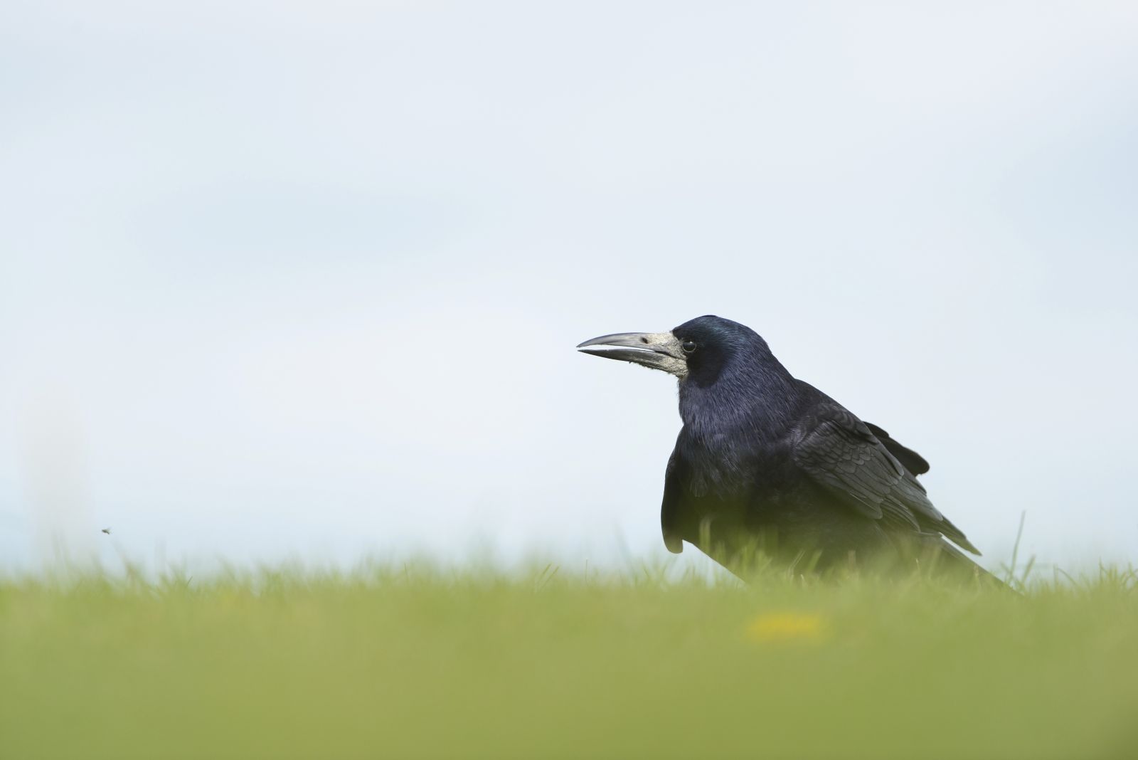 Rook Corvus frugilegus, adult forging in grassland, Wiltshire, April