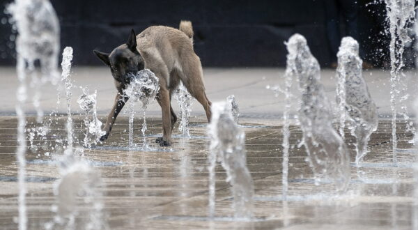 epa11287642 A dog drinks water from a fountain on the esplanade of the Revolution Monument in Mexico City, Mexico, 18 April 2024. Authorities from the Institute of Atmospheric Sciences and Climate Change of the National Autonomous University of Mexico (UNAM) emphasized that the elderly and children are the population groups most vulnerable to rising temperatures, calling on people to take the necessary measures to prevent heat stroke.  EPA/Isaac Esquivel