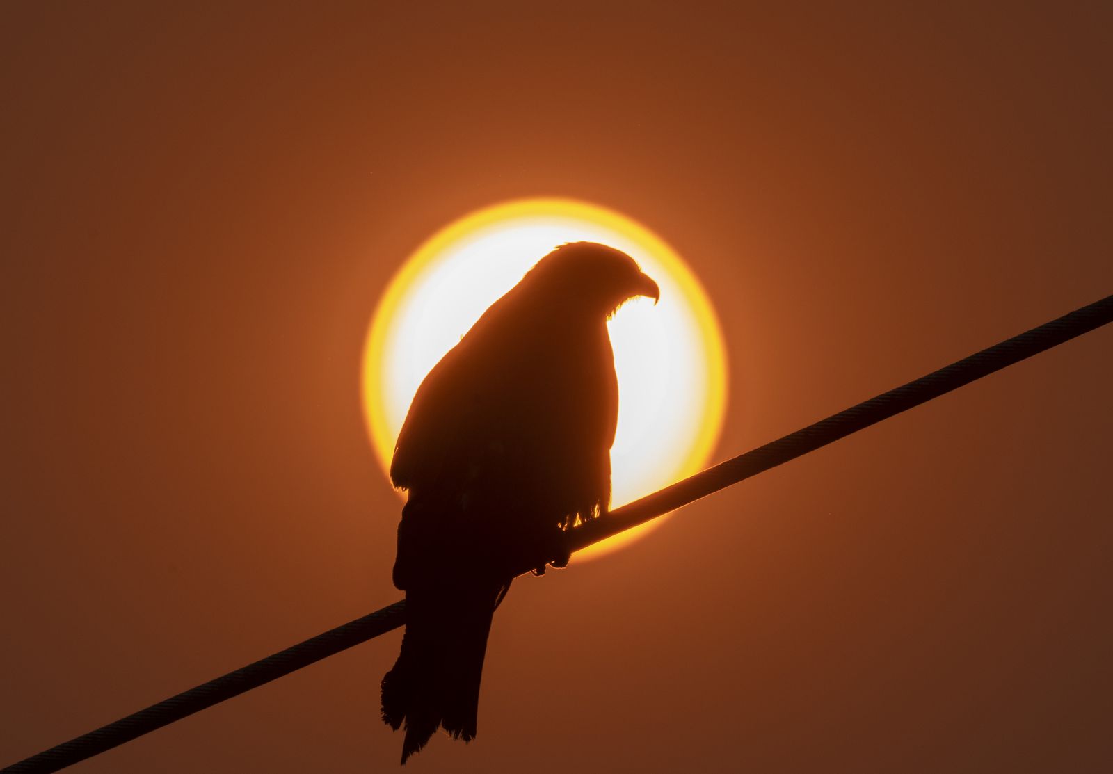 epa11302608 An eagle sits on an electric wire as the sun sets in Kathmandu, Nepal, 26 April 2024.  EPA/NARENDRA SHRESTHA