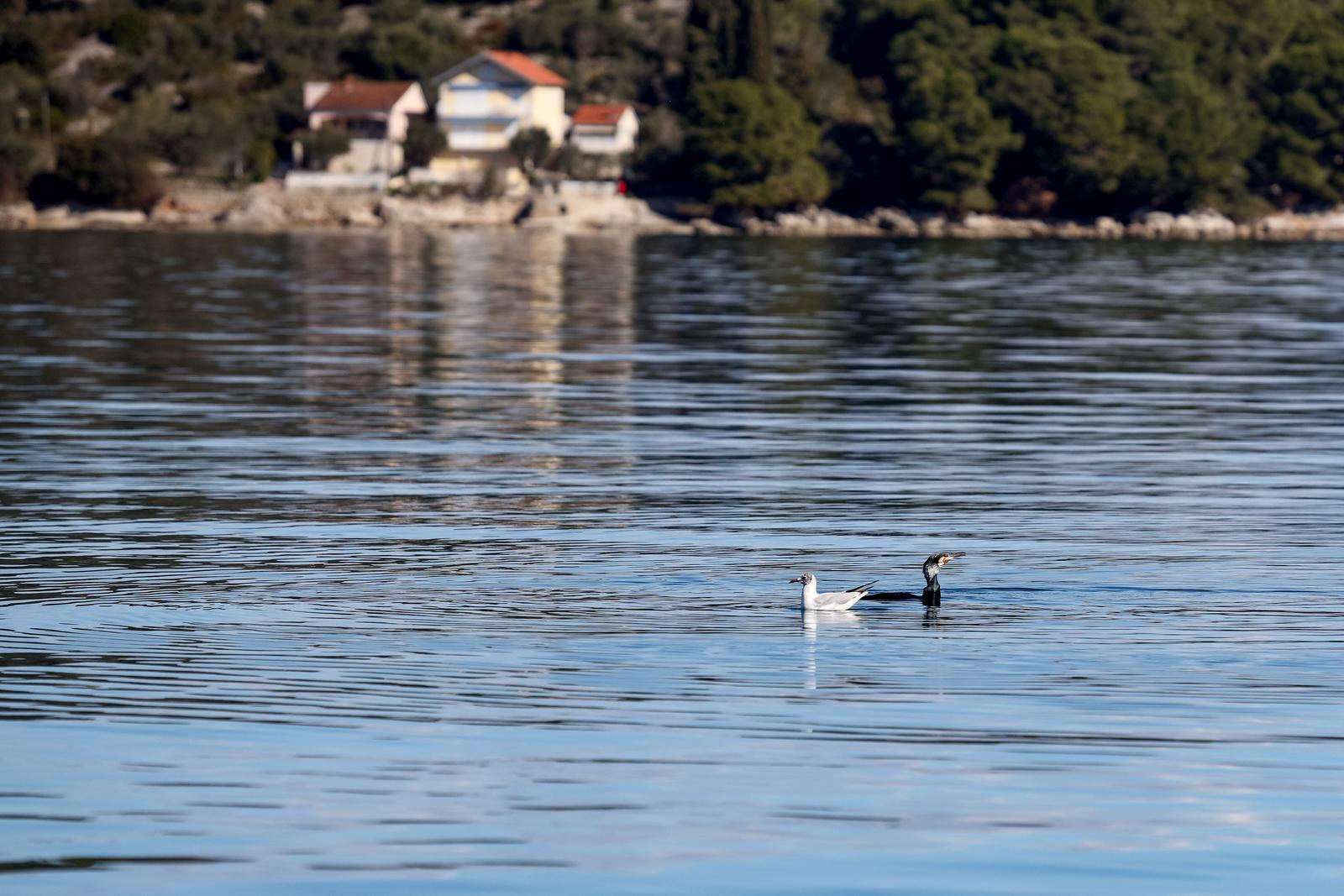 20.02.2024., Kali - Gnjurac i galeb se “bore” za ribu Photo: Sime Zelic/PIXSELL