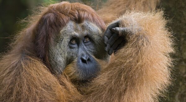 Sumatran Orangutan (Pongo abelii) dominant male, Gunung Leuser National Park, north Sumatra, Indonesia,Image: 191292869, License: Rights-managed, Restrictions: Approval needed if image comprises more than 25% of the photographic content of a book or 100% of a retail calendar., Model Release: no, Credit line: Suzi Eszterhas / Minden Pictures / Profimedia