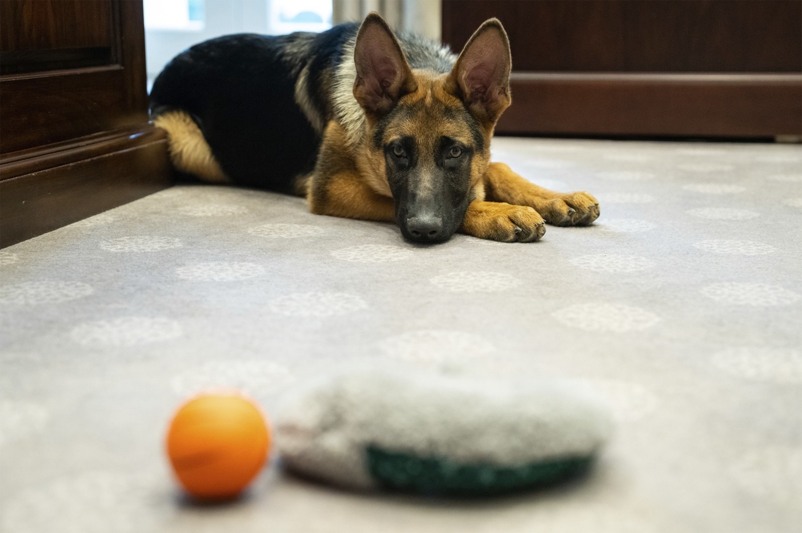 January 20, 2022, Washington, DC, United States of America: Commander, the pet dog of U.S President Joe Biden with his favorite toys as he waits at the Outer Oval Office of the White House, January 20, 2022 in Washington, D.C.,Image: 682421663, License: Rights-managed, Restrictions: ***
HANDOUT image or SOCIAL MEDIA IMAGE or FILMSTILL for EDITORIAL USE ONLY! * Please note: Fees charged by Profimedia are for the Profimedia's services only, and do not, nor are they intended to, convey to the user any ownership of Copyright or License in the material. Profimedia does not claim any ownership including but not limited to Copyright or License in the attached material. By publishing this material you (the user) expressly agree to indemnify and to hold Profimedia and its directors, shareholders and employees harmless from any loss, claims, damages, demands, expenses (including legal fees), or any causes of action or allegation against Profimedia arising out of or connected in any way with publication of the material. Profimedia does not claim any copyright or license in the attached materials. Any downloading fees charged by Profimedia are for Profimedia's services only. * Handling Fee Only 
***, Model Release: no, Credit line: Adam Schultz/White House / Zuma Press / Profimedia