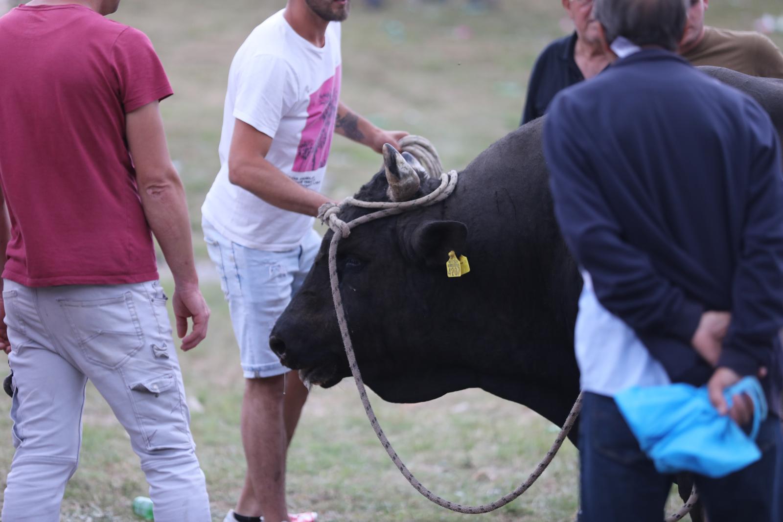 02.06.2024. Radosic - Na bikijadi je  danas bik ozlijedio muskarca. Photo: Ivo Cagalj/PIXSELL