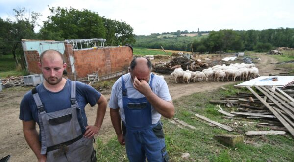 27.06.2024., Nova Pisanica - OPG Merc u vlasnistvu oca Steve i sina Vedrana pretrpjelo je nesagledivu stetu nakon orkanskog nevremena i pijavice koja im je u nekoliko minuta uništila gotov sav njihov visegodisnji trud u stvaranju imetka. Naime, krovista muzilista i staja s nadstresnicom doslovce su odletjele u susjedno dvoriste, pri cemu je uz jos uvijek neprocjenjenu materijalnu stetu stradalo i nekolicina ovaca. Lesine su jos u dvoristu, a 15-ak ovaca je i tesko ozlijedjeno u stadu koje je brojilo 300-ak muznih ovaca. Muziliste je sada "na otvorenom", a sve su ovce ostale bez krova nad glavom. Prvi je dosao pomoci nacelnik Opcine Velika Pisanica Fradi Pali, i naravno sumjestani.  Photo: Damir Spehar/PIXSELL