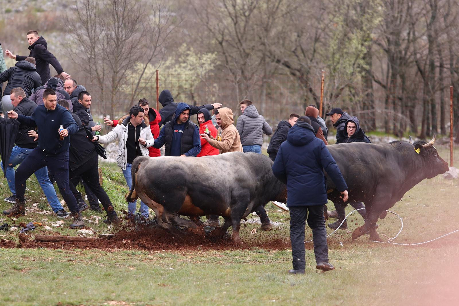 16.04.2023., Dicmo - Odrzana 20. tradicionalna korida Dicmo. Na koridi su sudjelovali bikovi iz cijele Hrvatske, a najvise ih je bilo iz Dalmatinske zagore.
Brile i Cekic Photo: Miroslav Lelas/PIXSELL