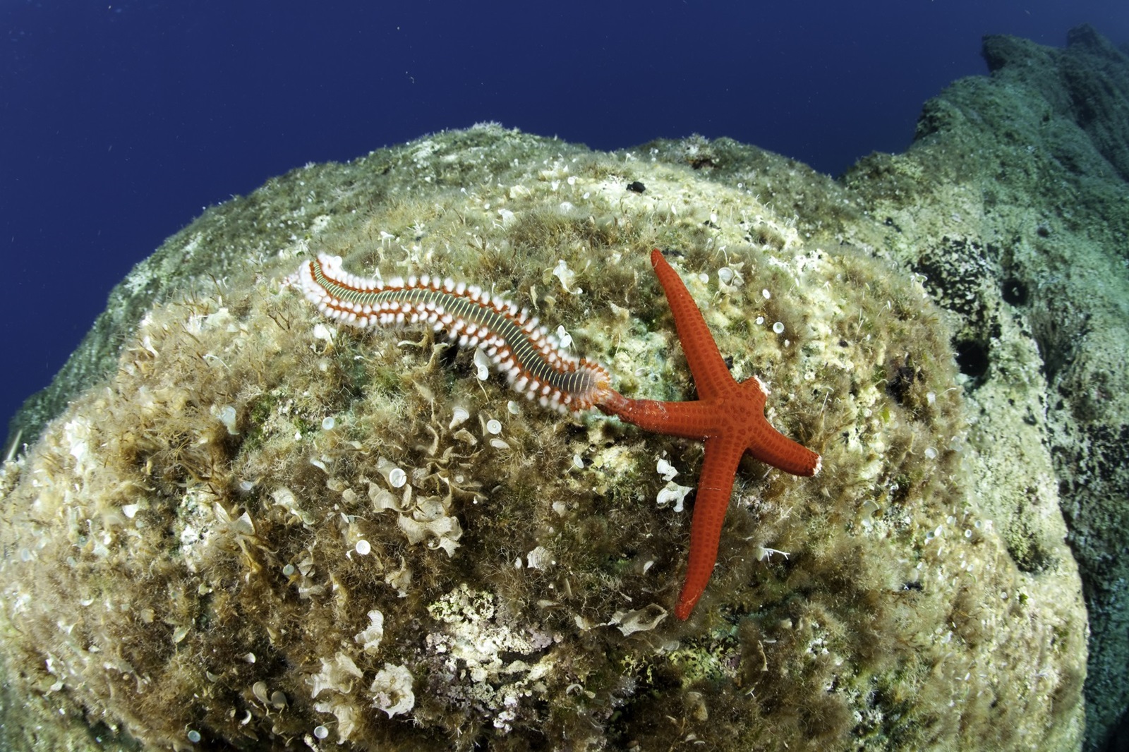 Bearded fireworm, Hermodice carunculata feeding on sea star, Hacelia attenuata, Slope close to wreck Vassilios T, Vis Island, Croatia, Adriatic Sea, Mediterranean,Image: 207514407, License: Rights-managed, Restrictions: - World Rights, Model Release: yes, Credit line: Franco Banfi / Avalon / Profimedia