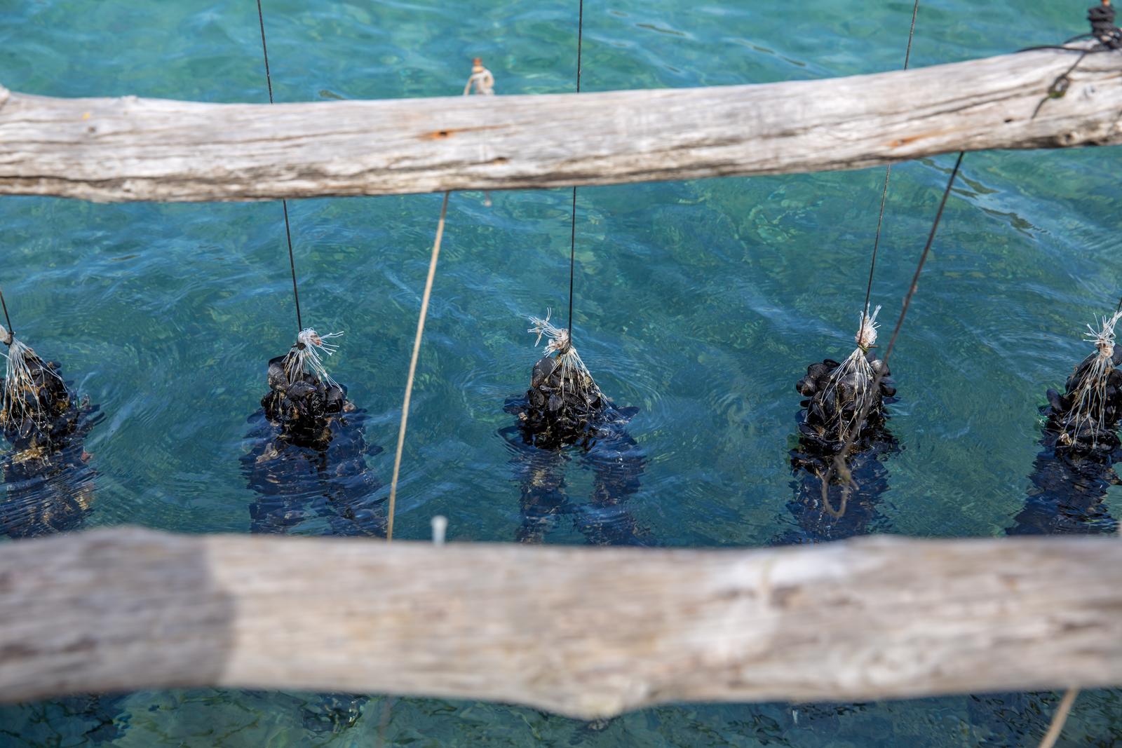 10.03.2018., Malostonski zaljev, poluotok Peljesac - Uzgajanje skoljaka u Malostonskom zaljevu.  "nPhoto: Grgo Jelavic/PIXSELL