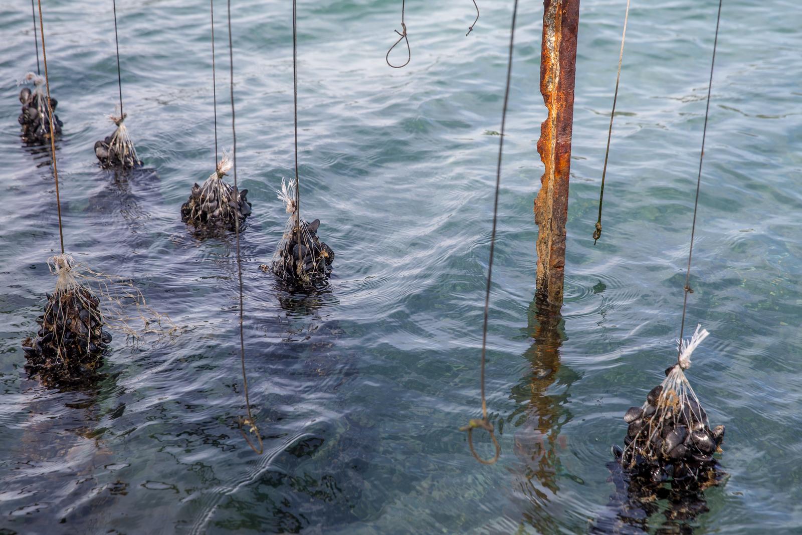 10.03.2018., Malostonski zaljev, poluotok Peljesac - Uzgajanje skoljaka u Malostonskom zaljevu.  "nPhoto: Grgo Jelavic/PIXSELL