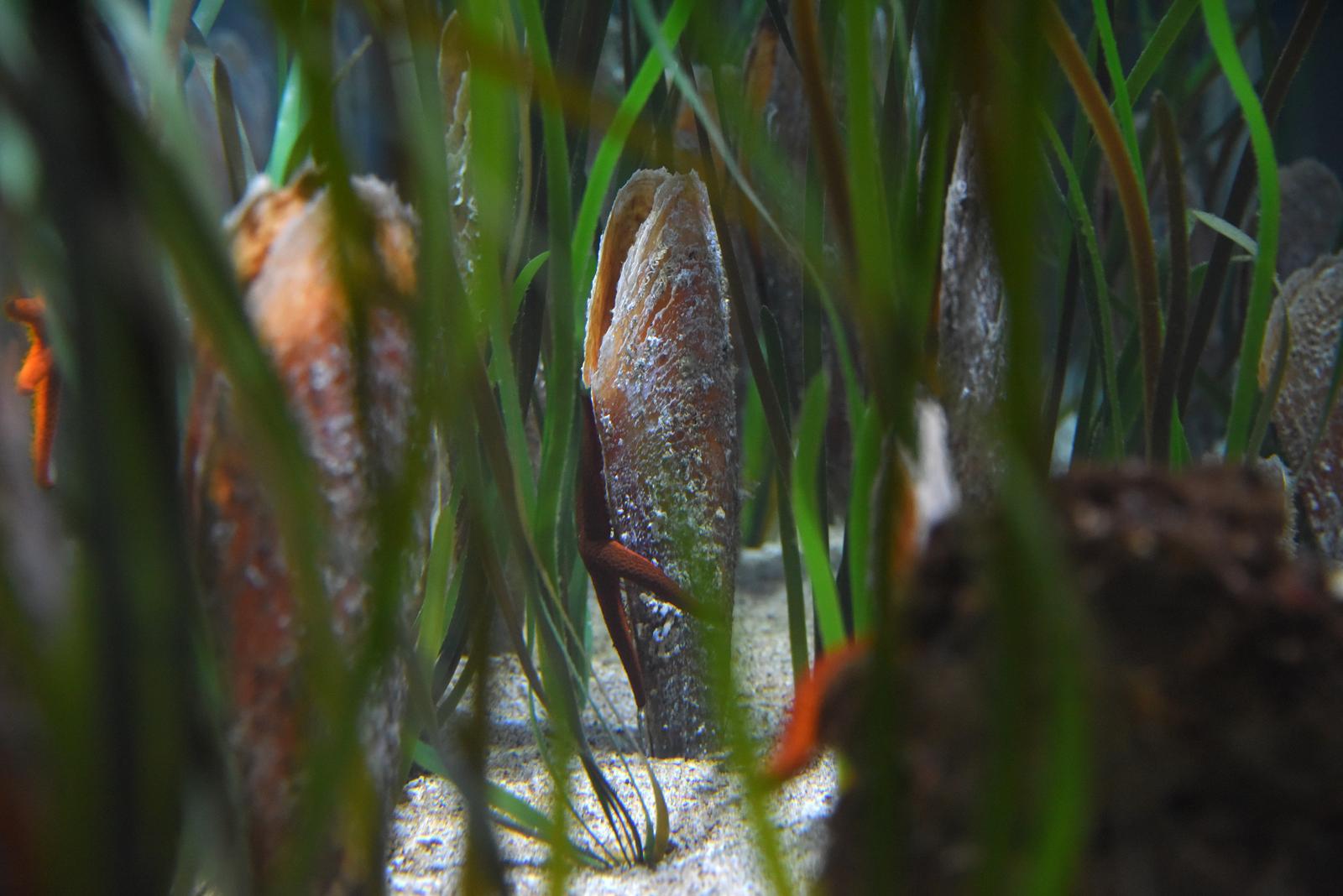 12.12.2021., Pula - Detalji iz pulskog aquariuma.
 Photo: Sasa Miljevic/PIXSELL