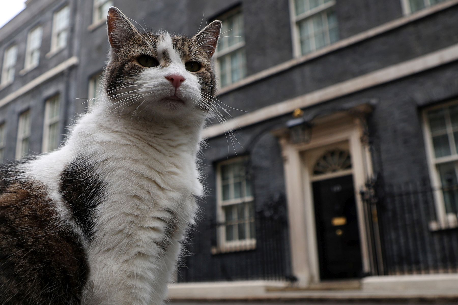 epa11454463 Larry, the Downing Street cat, sits on the street outside No. 10 ahead of the election in London, Britain, 03 July 2024. The UK is set to hold a general election on 04 July with the opposition Labour Party currently leading the Conservative Party by twenty points in the polls.  EPA/ANDY RAIN