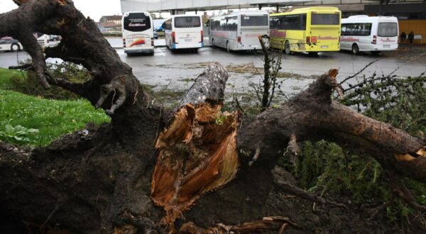 27.10.2023.,  Bjelovar - Uslijed jakog nevremena i vjetra stablo bora iscupano je iz korijena, te je palo na autobus na autobusnom kolodvoru. Srecom autobus je u tom trenutku bio prazan, te je zabiiljezena samo materijalna steta.  Photo: Damir Spehar/PIXSELL