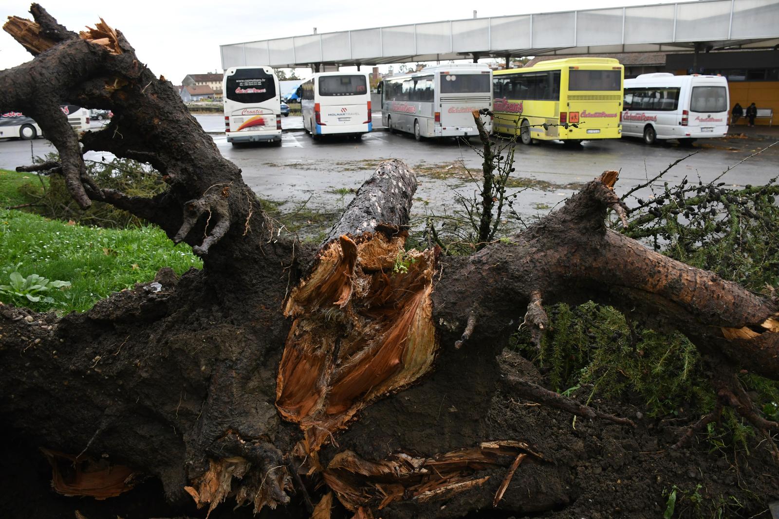 27.10.2023.,  Bjelovar - Uslijed jakog nevremena i vjetra stablo bora iscupano je iz korijena, te je palo na autobus na autobusnom kolodvoru. Srecom autobus je u tom trenutku bio prazan, te je zabiiljezena samo materijalna steta.  Photo: Damir Spehar/PIXSELL