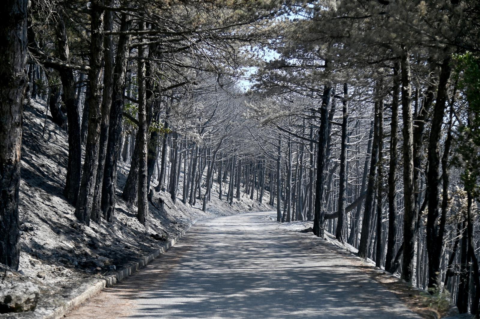 02.08.2024., Makarska - Opozarena zemlja i izgoreni i nagoreni stoljetni borovi na Biokovskoj cesti od ulaza u Park Prirode Biokovo do 5km, poznatija kao Staza. Photo: Matko Begovic/PIXSELL