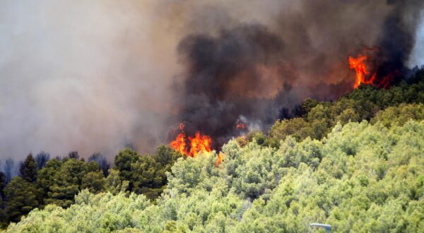 06.08.2024., Sibenik - Nesto prije 13 sati izbio je pozar u borovoj sumi u sibenskom naselju Rokici, odmah pokraj bolnice i stambenih kuca. Na terenu su vatrogasci i policija, a pozvana je i pomoc iz zraka. Suma se nalazi iznad Jadranske magistrale koja je zbog pozara zatvorena za sav promet. Photo: Dusko Jaramaz/PIXSELL