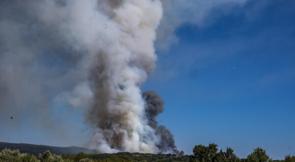 12.08.2024., Barban - 
U velikom pozaru koji je danas oko 15:20 izbio u Punteri, na podrucju Barbana, do sada je izgorjelo 50-ak hektara bjelogoricne i borove sume, maslina i niskog raslinja, potvrdio je vatrogasni zapovjednik Istarske županije Dino Kozlevac. Na terenu je 35 vatrogasaca s dvanaest vozila, a u gasenju pozara pomazu i dva kanadera. Photo: Srecko Niketic/PIXSELL