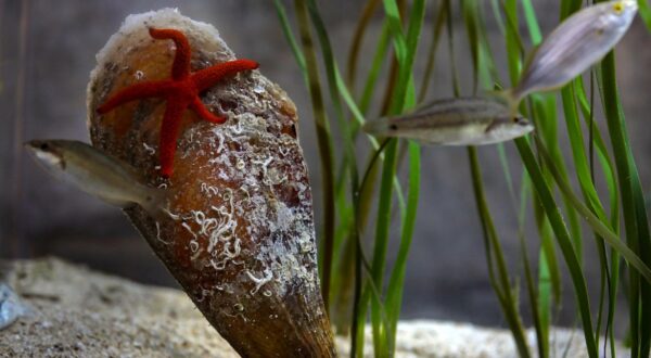 19.05.2021., Pula - Aquarium Pula. Akvarij s periskama .rPhoto: Srecko Niketic/PIXSELL