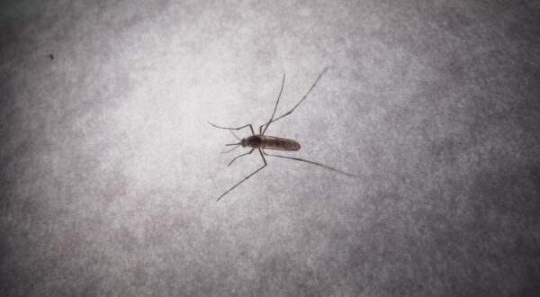 August 29, 2024, Asuncion, Paraguay: A mosquito is seen inside a house in Asuncion, Paraguay. Arboviral diseases, such as dengue and chikungunya, are caused by viral infections transmitted to humans through bites of infected mosquitoes. These diseases are global public health threats in the tropical and sub-tropical areas where approximately 3.9 billion people live. Dengue is caused by the dengue virus (DENV), an RNA virus of the family Flaviviridae. There are four distinct but closely related serotypes of the virus (DENV-1, DENV-2, DENV-3 and DENV-4). Infection with one serotype provides long-term immunity to the homologous serotype but not to the other serotypes; sequential infections put people at greater risk for severe dengue. Chikungunya disease is caused by the chikungunya virus (CHIKV), which is transmitted by mosquitoes, most commonly Aedes aegypti and Aedes albopictus, which can also transmit dengue and Zika viruses, according to the World Health Organization.,Image: 903096899, License: Rights-managed, Restrictions: , Model Release: no, Credit line: Andre M. Chang / Zuma Press / Profimedia