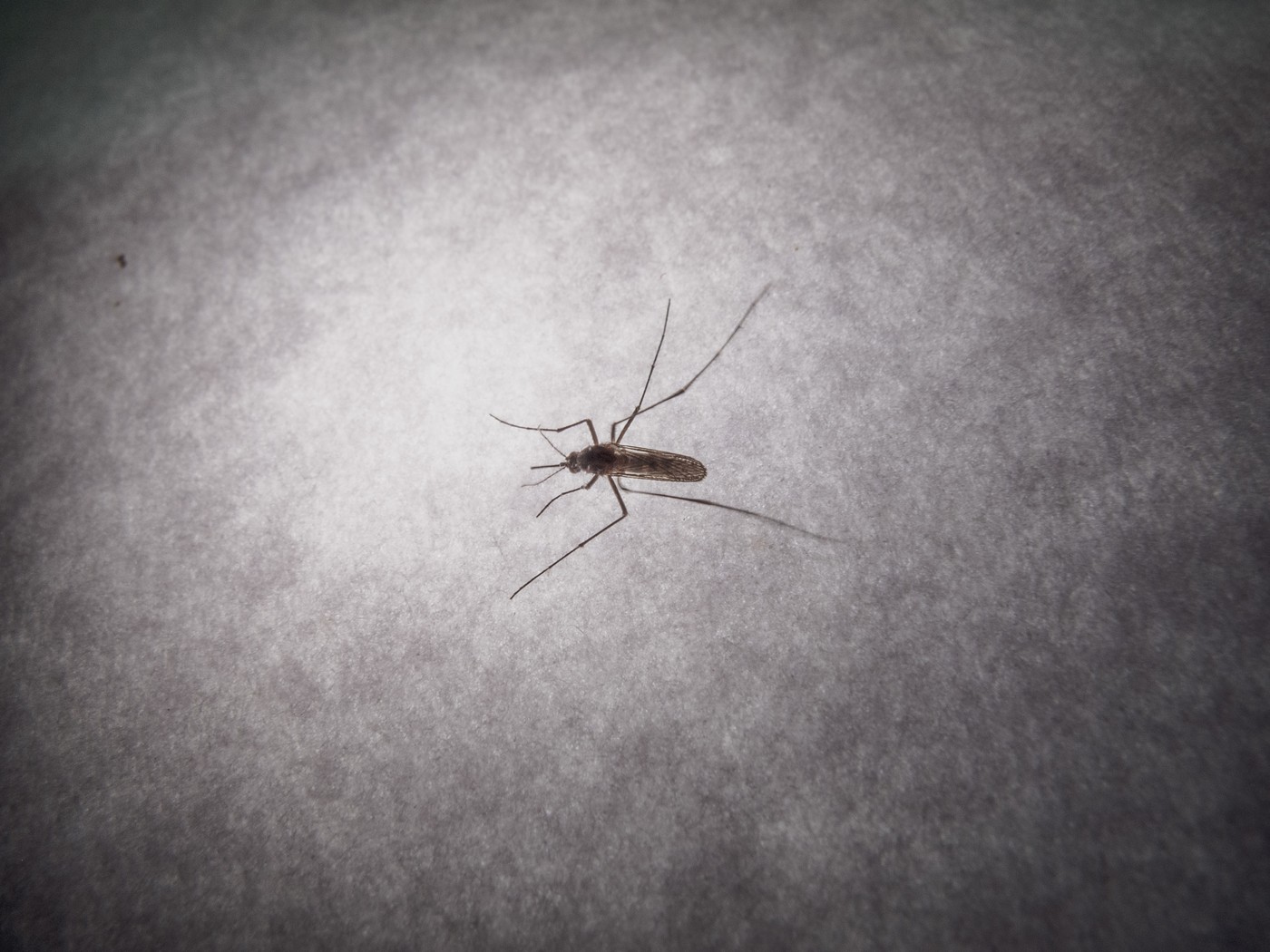 August 29, 2024, Asuncion, Paraguay: A mosquito is seen inside a house in Asuncion, Paraguay. Arboviral diseases, such as dengue and chikungunya, are caused by viral infections transmitted to humans through bites of infected mosquitoes. These diseases are global public health threats in the tropical and sub-tropical areas where approximately 3.9 billion people live. Dengue is caused by the dengue virus (DENV), an RNA virus of the family Flaviviridae. There are four distinct but closely related serotypes of the virus (DENV-1, DENV-2, DENV-3 and DENV-4). Infection with one serotype provides long-term immunity to the homologous serotype but not to the other serotypes; sequential infections put people at greater risk for severe dengue. Chikungunya disease is caused by the chikungunya virus (CHIKV), which is transmitted by mosquitoes, most commonly Aedes aegypti and Aedes albopictus, which can also transmit dengue and Zika viruses, according to the World Health Organization.,Image: 903096899, License: Rights-managed, Restrictions: , Model Release: no, Credit line: Andre M. Chang / Zuma Press / Profimedia