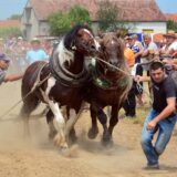 25.06.2017. Okucani - U Okucanima se odrzava jedinstveno natjecanje konja u vuci teskih trupaca. (Straparijada 2017.) Sudjeluju natjecatelji iz Hrvatske, BiH i Srbije. rPhoto: Ivica Galovic/PIXSELL