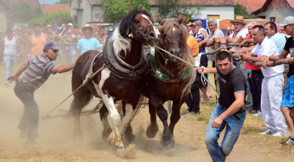 25.06.2017. Okucani - U Okucanima se odrzava jedinstveno natjecanje konja u vuci teskih trupaca. (Straparijada 2017.) Sudjeluju natjecatelji iz Hrvatske, BiH i Srbije. rPhoto: Ivica Galovic/PIXSELL