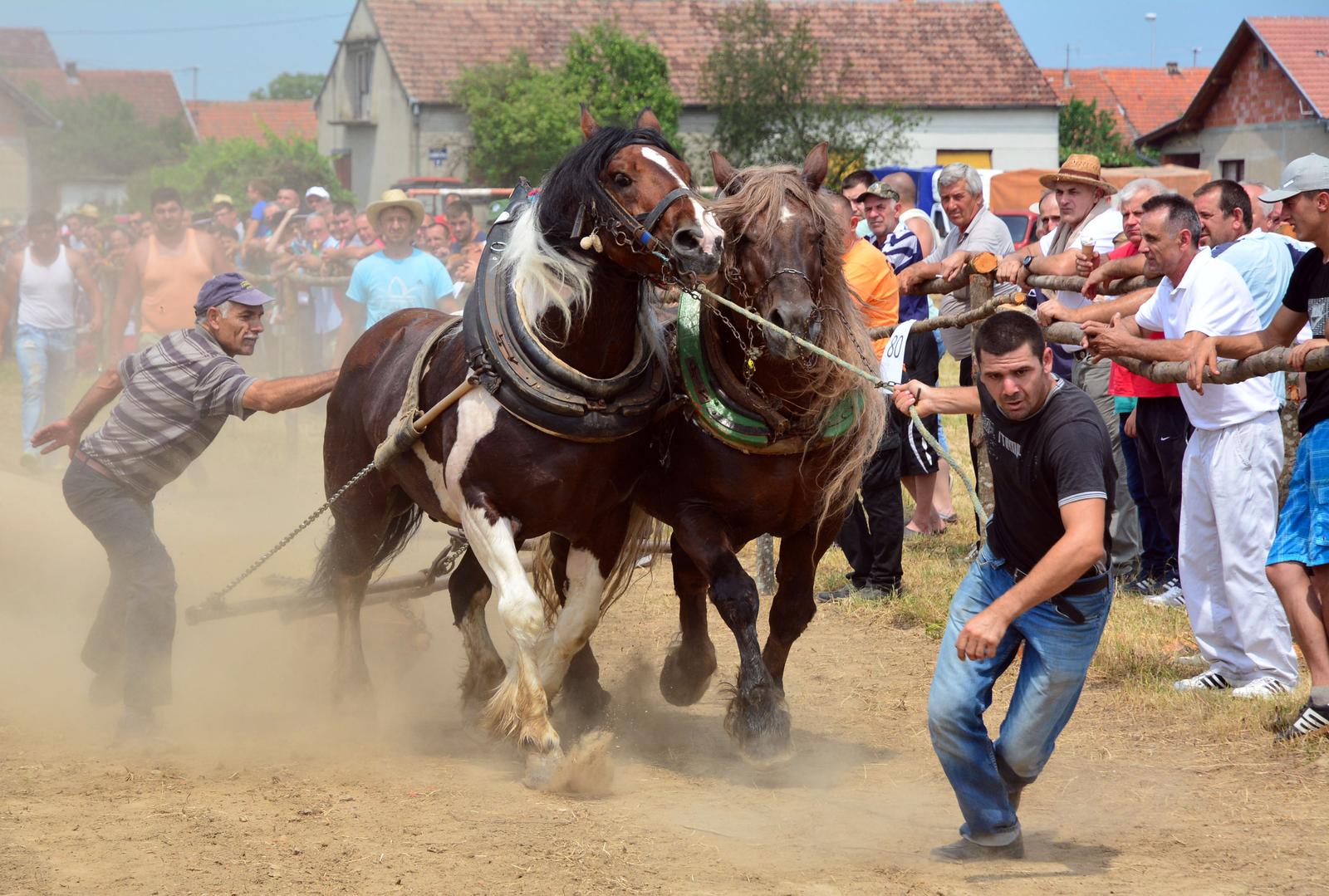 25.06.2017. Okucani - U Okucanima se odrzava jedinstveno natjecanje konja u vuci teskih trupaca. (Straparijada 2017.) Sudjeluju natjecatelji iz Hrvatske, BiH i Srbije. rPhoto: Ivica Galovic/PIXSELL