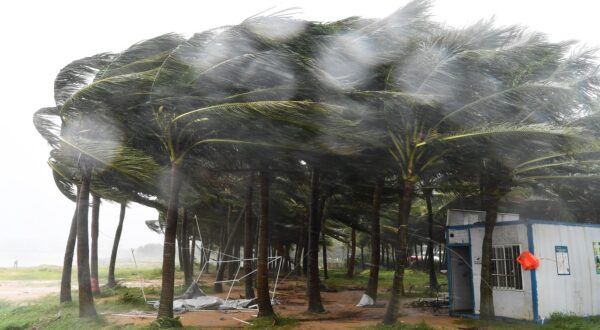 HAIKOU, Sept. 6, 2024  -- Coconut trees struggle in the strong wind on a street before the landfall of super typhoon Yagi in Haikou, south China's Hainan Province, Sept. 6, 2024.
  Super Typhoon Yagi, the 11th typhoon of this year, made landfall in south China's Hainan Province on Friday afternoon, according to the province's emergency management headquarters.
  The typhoon has brought heavy rainfall across most of the island, with severe rainstorms in certain townships and villages. The northern part of Hainan has experienced strong winds ranging from level 13 to 16, while some cities and counties have faced power outages.,Image: 905222348, License: Rights-managed, Restrictions: , Model Release: no, Credit line: Yang Guanyu / Xinhua News / Profimedia