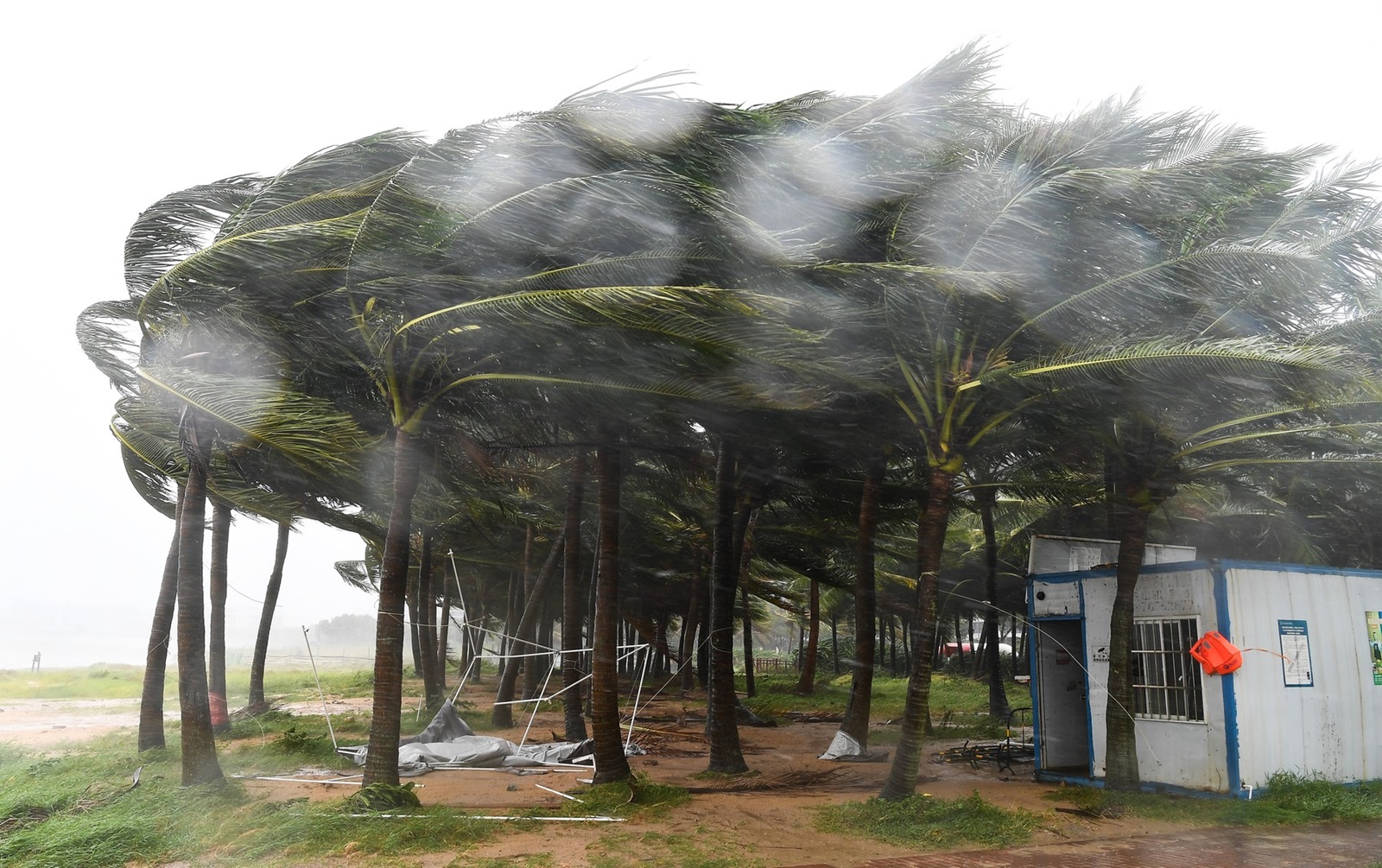 HAIKOU, Sept. 6, 2024  -- Coconut trees struggle in the strong wind on a street before the landfall of super typhoon Yagi in Haikou, south China's Hainan Province, Sept. 6, 2024.
  Super Typhoon Yagi, the 11th typhoon of this year, made landfall in south China's Hainan Province on Friday afternoon, according to the province's emergency management headquarters.
  The typhoon has brought heavy rainfall across most of the island, with severe rainstorms in certain townships and villages. The northern part of Hainan has experienced strong winds ranging from level 13 to 16, while some cities and counties have faced power outages.,Image: 905222348, License: Rights-managed, Restrictions: , Model Release: no, Credit line: Yang Guanyu / Xinhua News / Profimedia