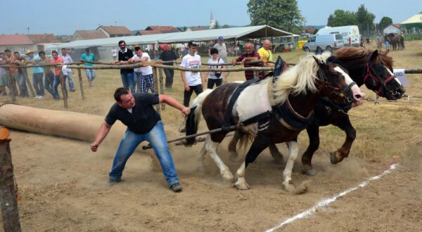 25.06.2017. Okucani - U Okucanima se odrzava jedinstveno natjecanje konja u vuci teskih trupaca. (Straparijada 2017.) Sudjeluju natjecatelji iz Hrvatske, BiH i Srbije. rPhoto: Ivica Galovic/PIXSELL