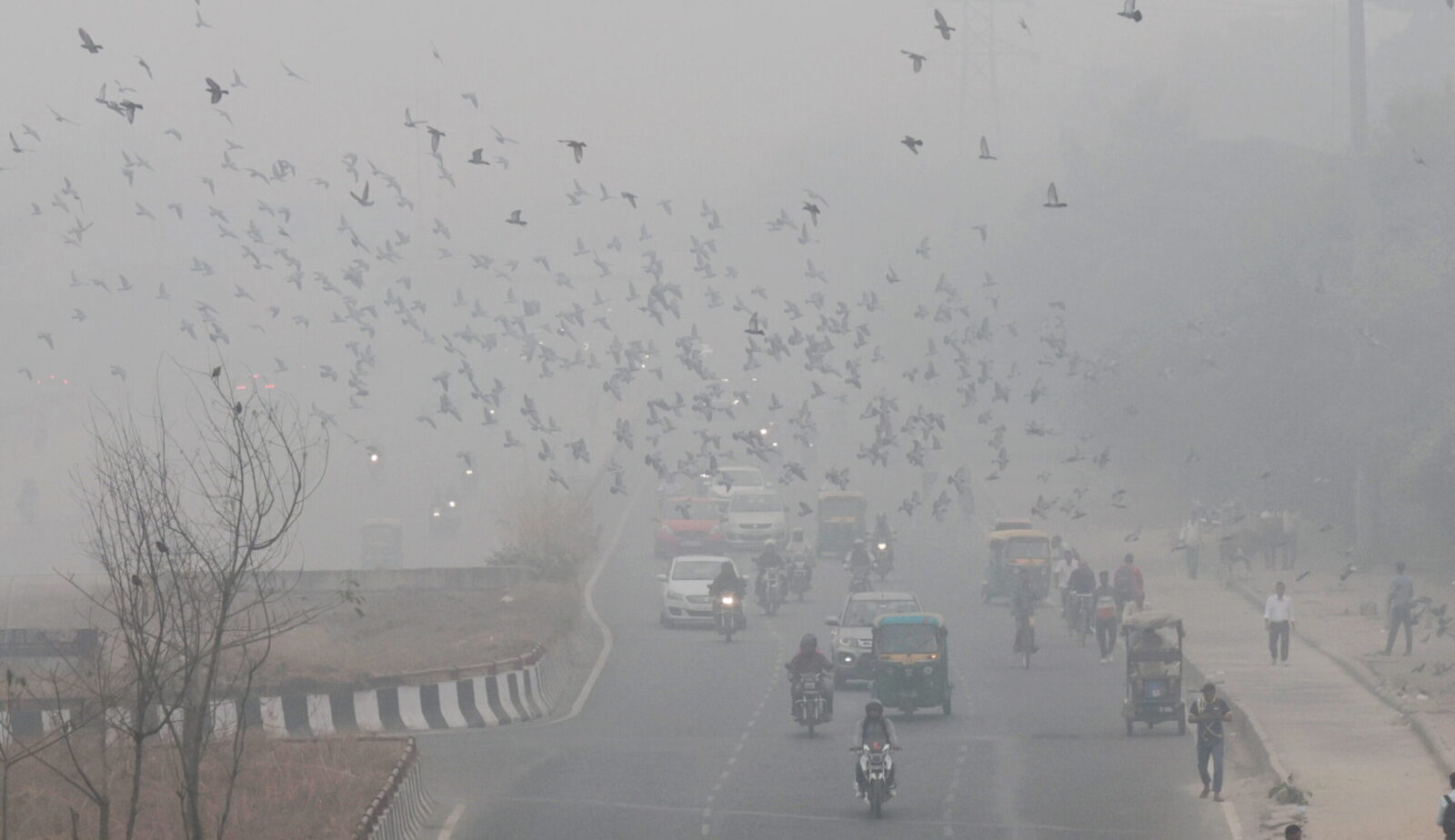 epa11717657 Vehicles move on a road as the city is covered in smog in New Delhi, India, 13 November 2024. According to the Central Pollution Control Board the National Capital Region's Air Quality Index (AQI) continues to label New Delhi in the 'very poor’ category and also some parts of Delhi's air quality index was in the 'Severe' category breaching the 400 mark.  EPA/RAJAT GUPTA