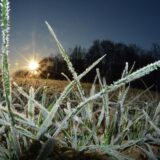 01.12.2016., Garesnica, Kaniska Iva - Niske jutarnje temperature ispod nule dovode do pojave inja na zemljanoj podlozi, pa tako i psenici. "nPhoto: Damir Spehar/PIXSELL