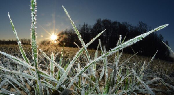 01.12.2016., Garesnica, Kaniska Iva - Niske jutarnje temperature ispod nule dovode do pojave inja na zemljanoj podlozi, pa tako i psenici. "nPhoto: Damir Spehar/PIXSELL