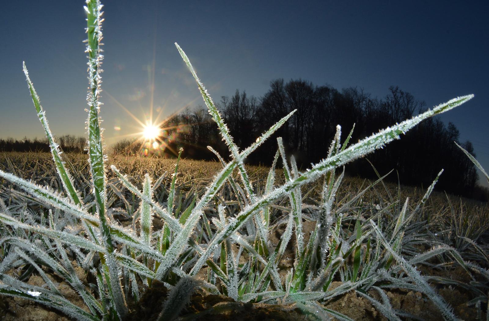 01.12.2016., Garesnica, Kaniska Iva - Niske jutarnje temperature ispod nule dovode do pojave inja na zemljanoj podlozi, pa tako i psenici. "nPhoto: Damir Spehar/PIXSELL