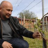 26.04.2011,Kutjevo,Hrvatska - Nogometas koji je nakon sportske karijere u Dinamu otisao za vinara i  izgradio vinariju u Kutjevu,rPhoto: Marko Mrkonjic/PIXSELL