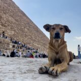 A stray dog sits in front of the Great Pyramid of Khoufou (Cheops or Keops), at the Giza Plateau, on the outskirts of Cairo, on November 14, 2024. The dogs, a local breed, are known for their resilience, intelligence and ability to survive in Egypt's harsh climate.,Image: 935727787, License: Rights-managed, Restrictions: TO GO WITH: 'Egypt-Pyramid-Heritage-Dog', Reportage by Menna FAROUK, Model Release: no, Credit line: Khaled DESOUKI / AFP / Profimedia