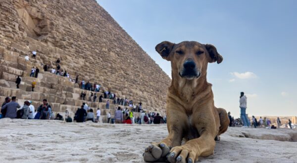 A stray dog sits in front of the Great Pyramid of Khoufou (Cheops or Keops), at the Giza Plateau, on the outskirts of Cairo, on November 14, 2024. The dogs, a local breed, are known for their resilience, intelligence and ability to survive in Egypt's harsh climate.,Image: 935727787, License: Rights-managed, Restrictions: TO GO WITH: 'Egypt-Pyramid-Heritage-Dog', Reportage by Menna FAROUK, Model Release: no, Credit line: Khaled DESOUKI / AFP / Profimedia