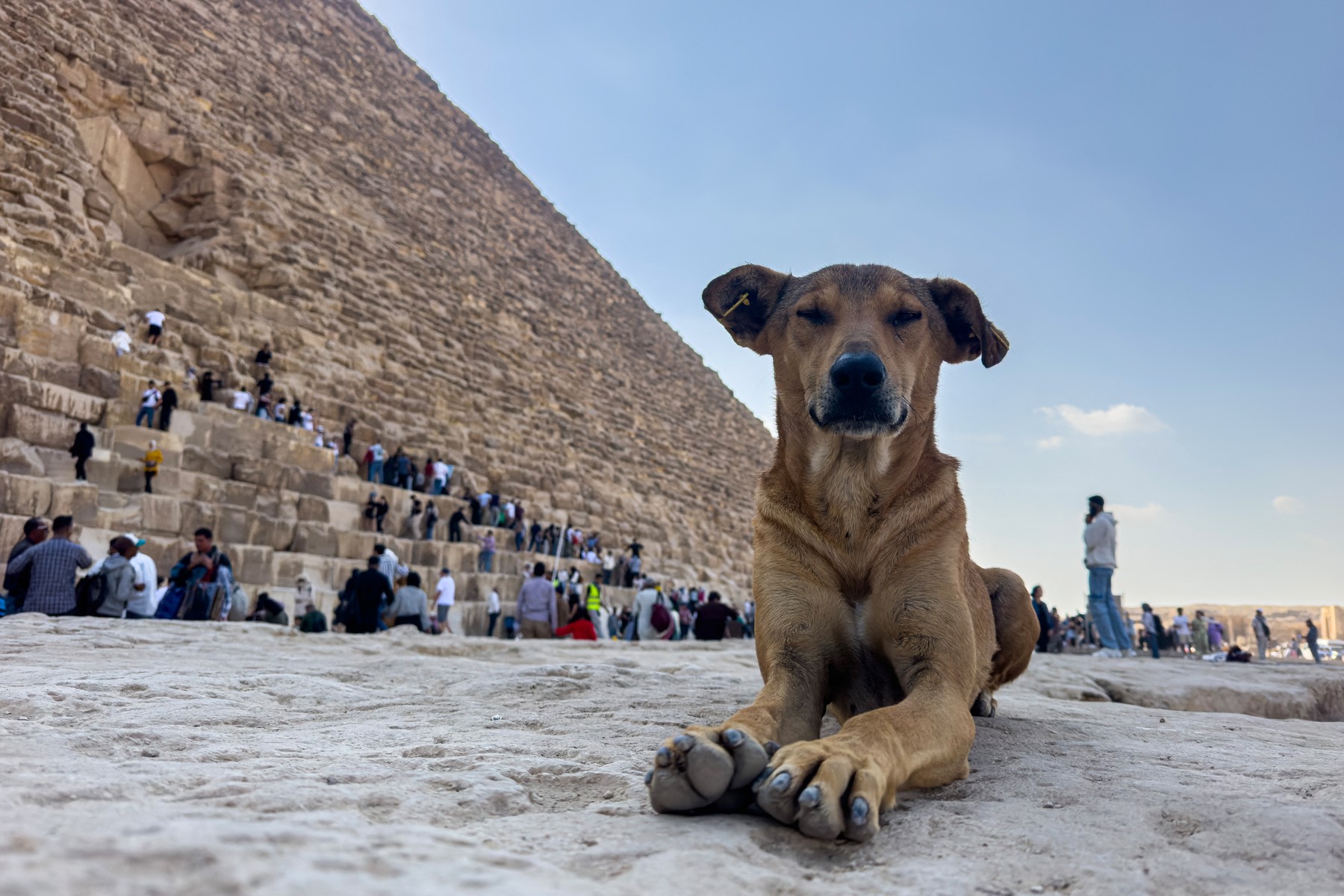 A stray dog sits in front of the Great Pyramid of Khoufou (Cheops or Keops), at the Giza Plateau, on the outskirts of Cairo, on November 14, 2024. The dogs, a local breed, are known for their resilience, intelligence and ability to survive in Egypt's harsh climate.,Image: 935727787, License: Rights-managed, Restrictions: TO GO WITH: 'Egypt-Pyramid-Heritage-Dog', Reportage by Menna FAROUK, Model Release: no, Credit line: Khaled DESOUKI / AFP / Profimedia